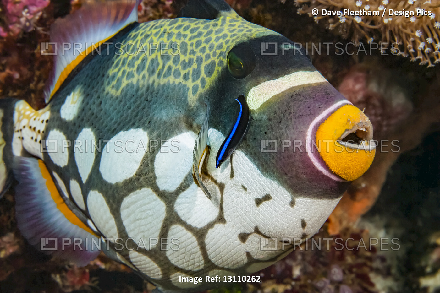 The Clown triggerfish (Balistoides conspicillum) and cleaner wrasse; Indonesia