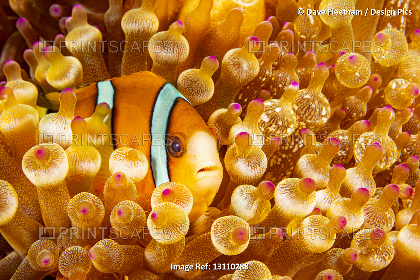 This Orange-fin anemonefish (Amphiprion chrysopterus) is pictured hiding in ...