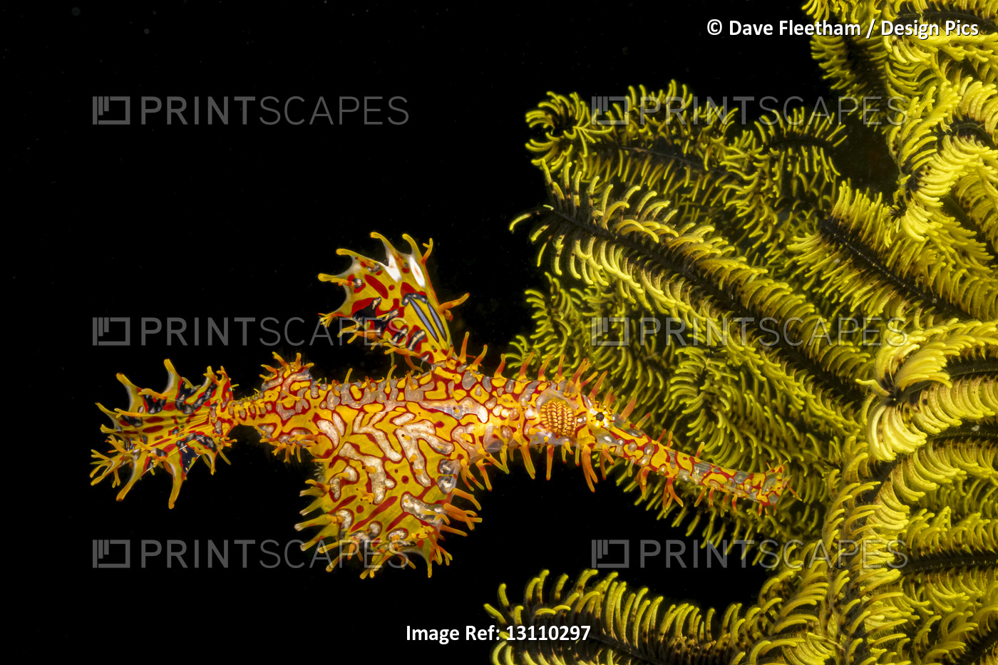 An Ornate or Harlequin Ghost Pipefish (Solenostomus paradoxus) beside a ...