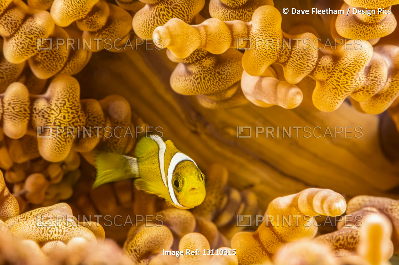 This juvenile Orange-fin anemonefish (Amphiprion chrysopterus) is pictured ...
