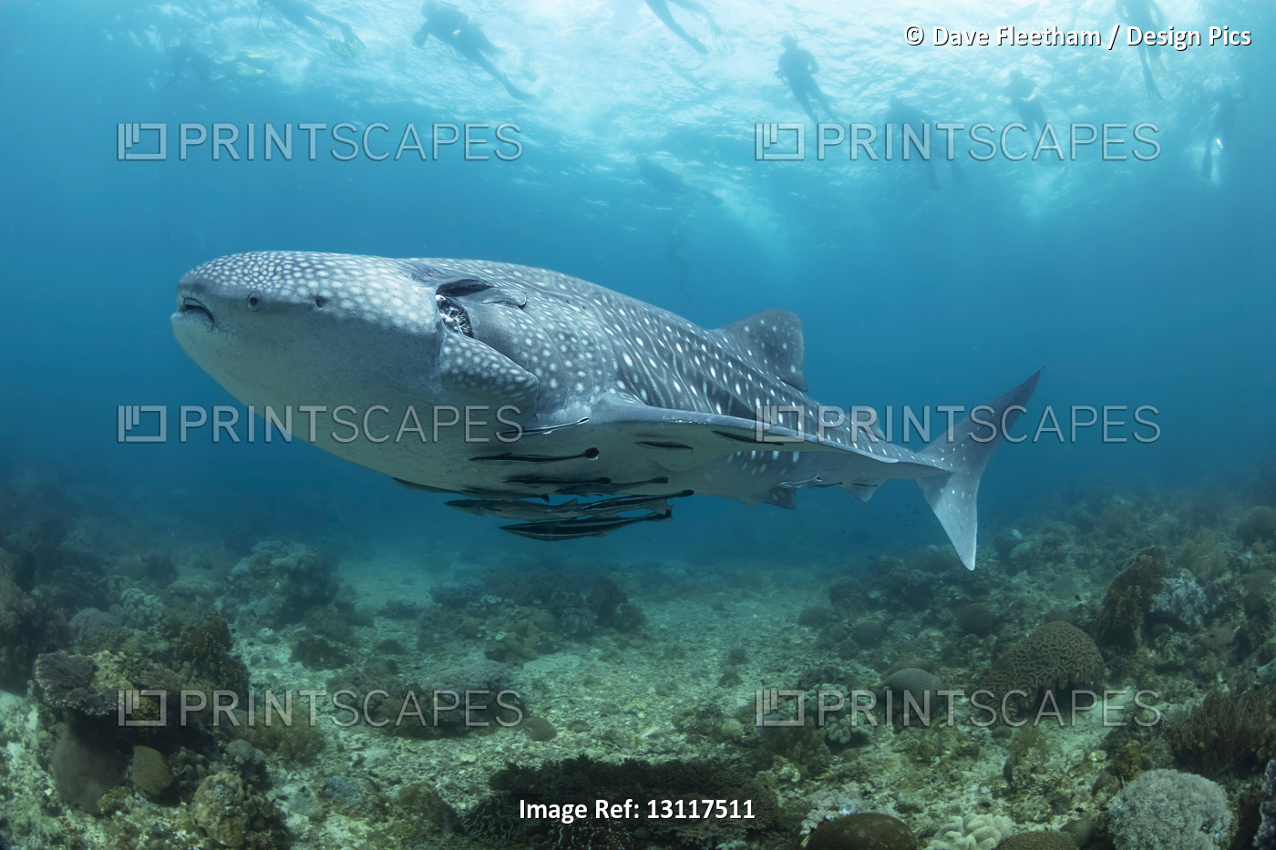 Snorklers on the surface follow a Whale shark (Rhiniodon typus) cruising over a ...