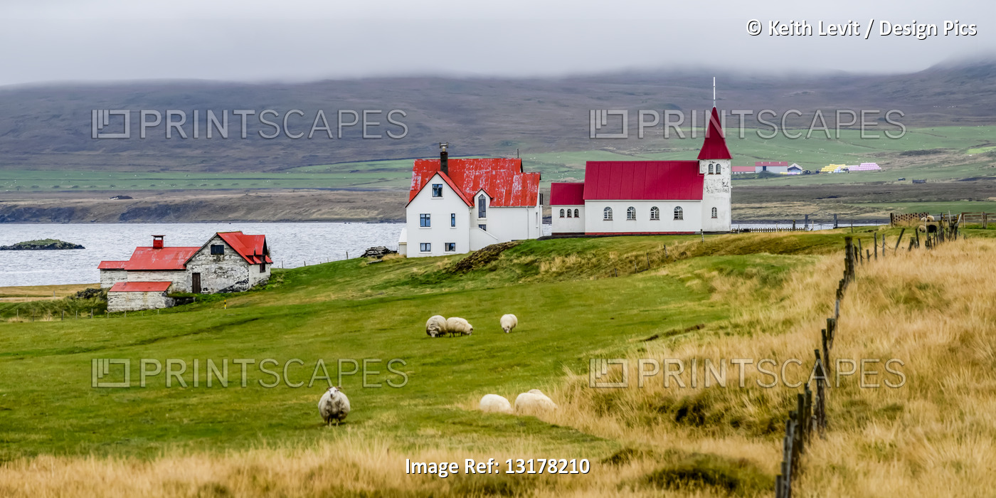 Pastoral scene with grazing sheep (Ovis aries) in the foreground and red roofs ...