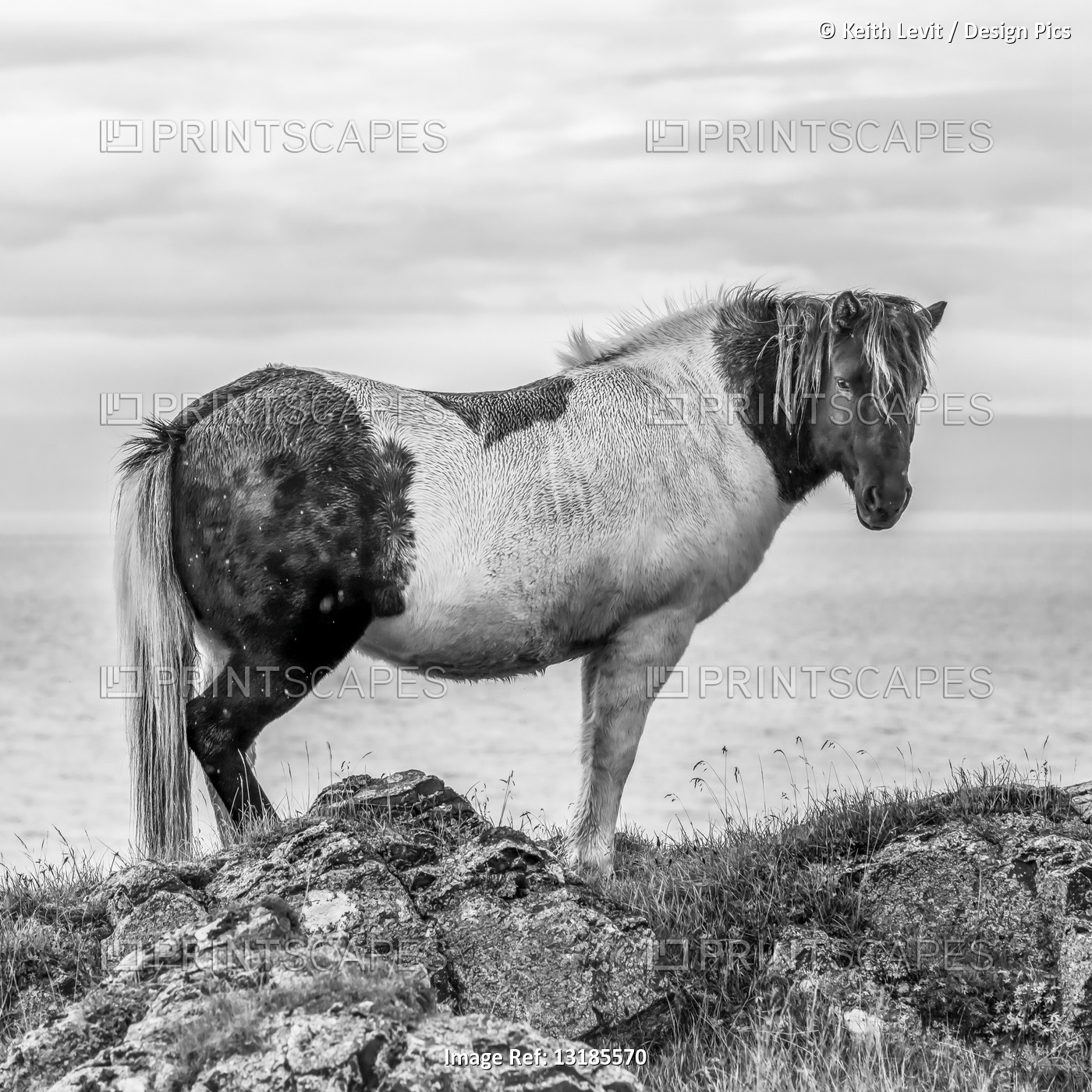 Black and white image of a multi coloured horse standing at the coast looking ...