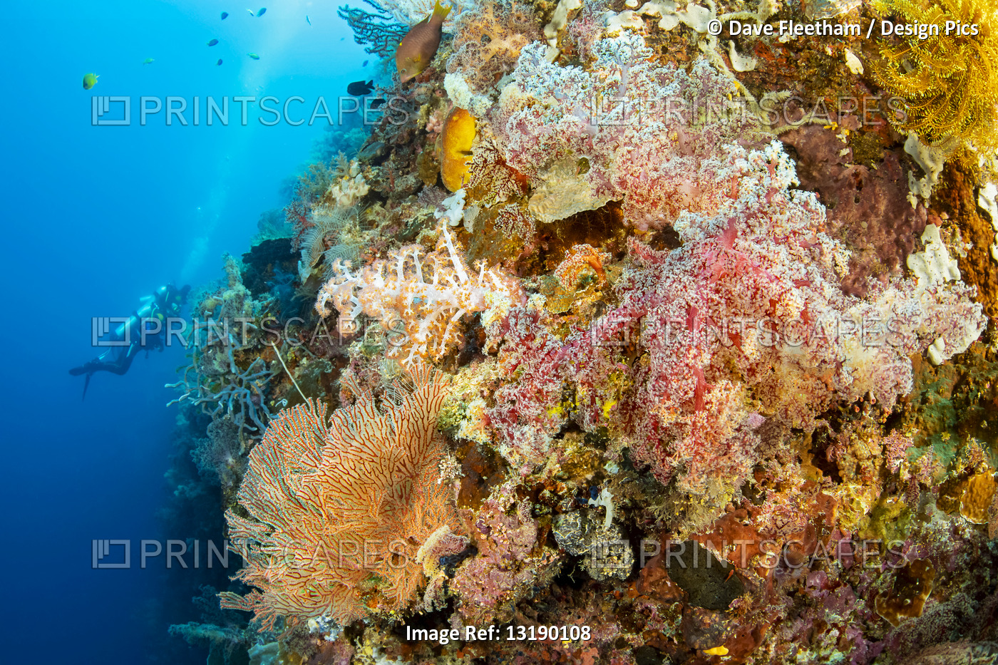 Divers explore a drop off covered with sponges and gorgonian and alcyonarian ...