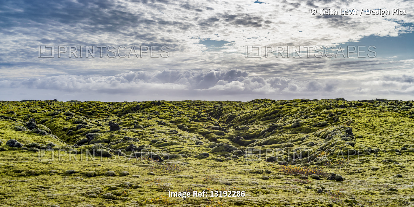 Green foliage on landscape with cloud on the horizon in Southern Iceland; ...