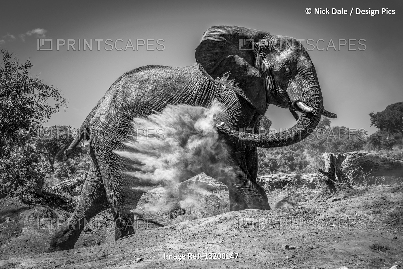 An African bush elephant (Loxodonta africana) is throwing dust over itself with ...