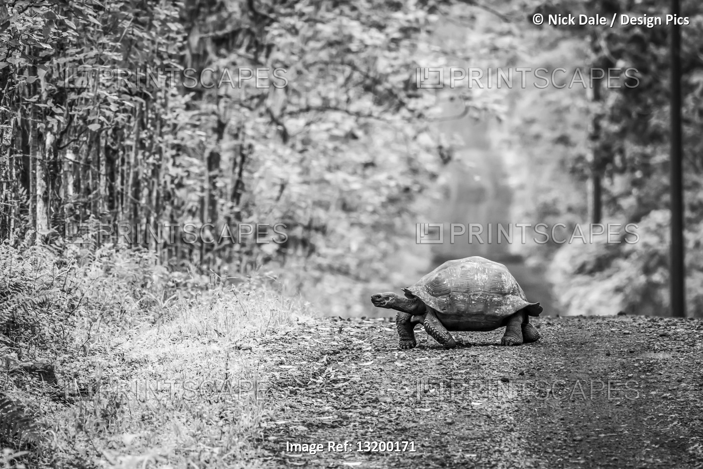 A Galapagos tortoise (Geochelone nigrita) lumbers slowly across a long, ...