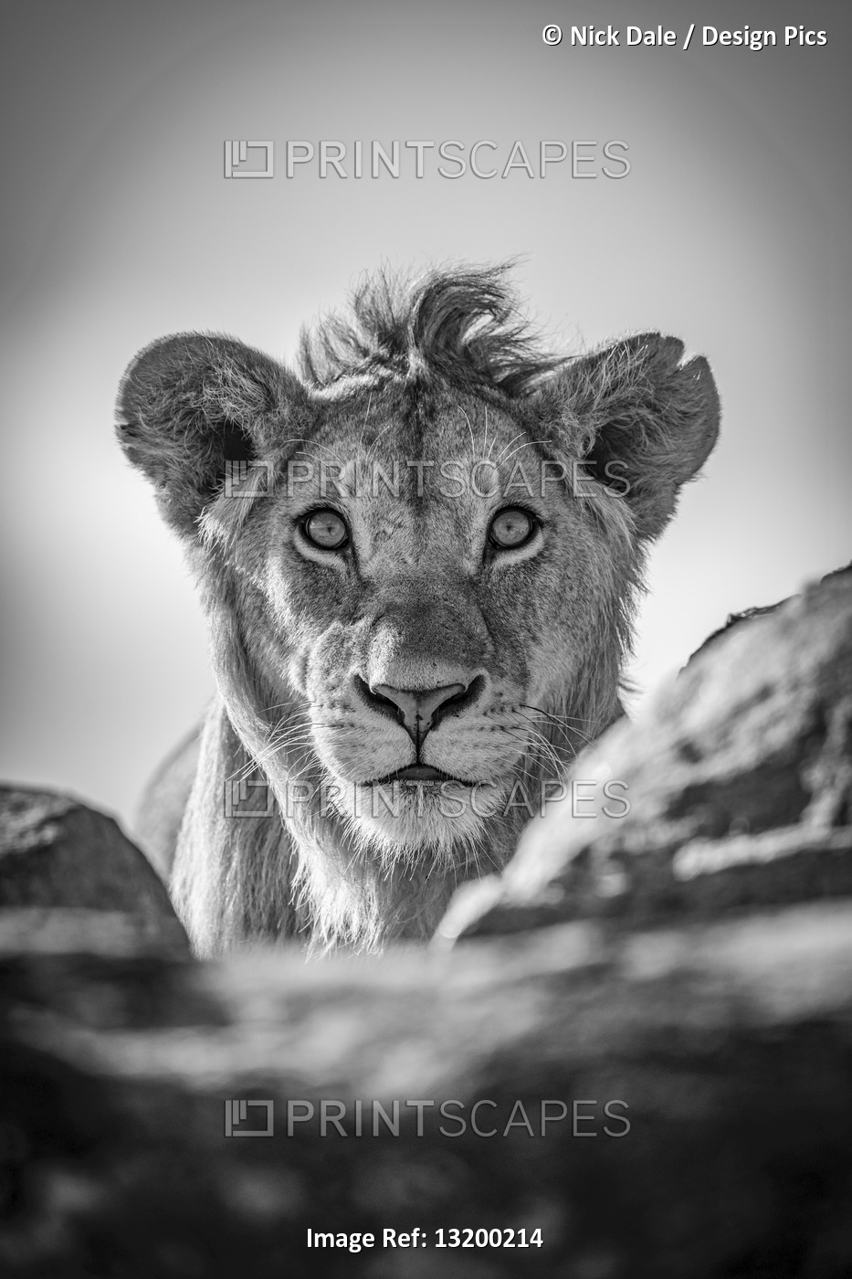 A young male lion (Panthera leo) pokes his head above a rocky ledge under a ...