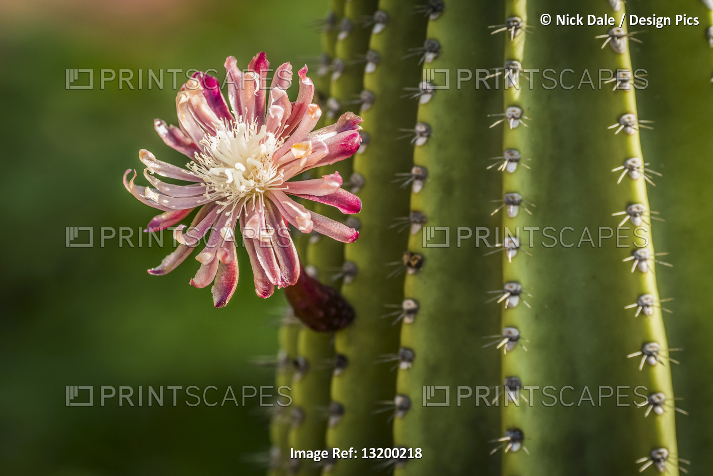 Pink and red flower on thorny cactus; Galapagos Islands, Galapagos, Ecuador