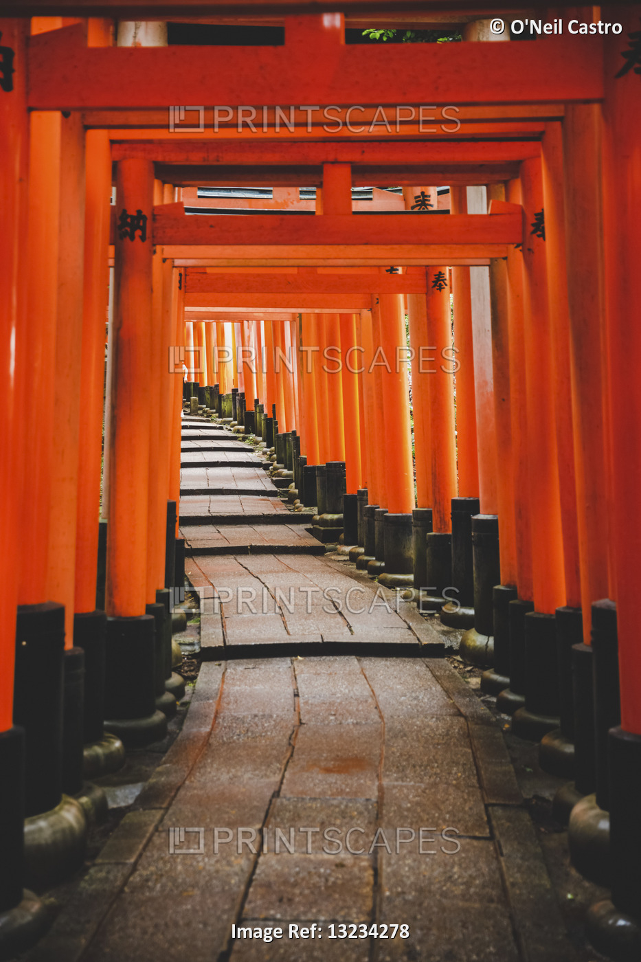 Torii gates of Fushimi Inari Taisha; Kyoto, Kansai, Japan