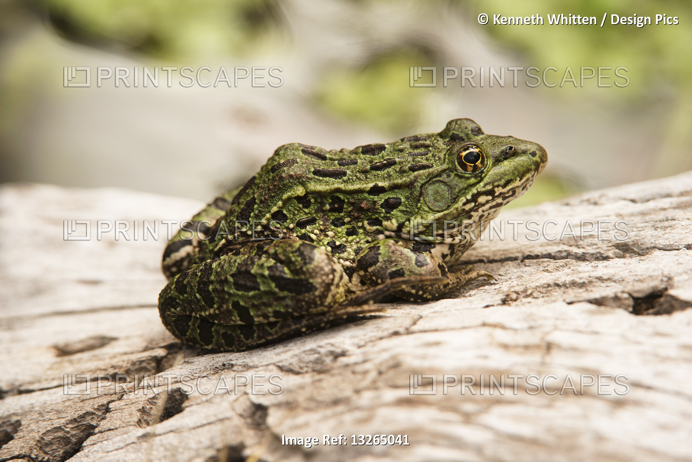 Chiricahua Leopard Frog (Rana chiricahuensis), a threatened species, sunning on ...
