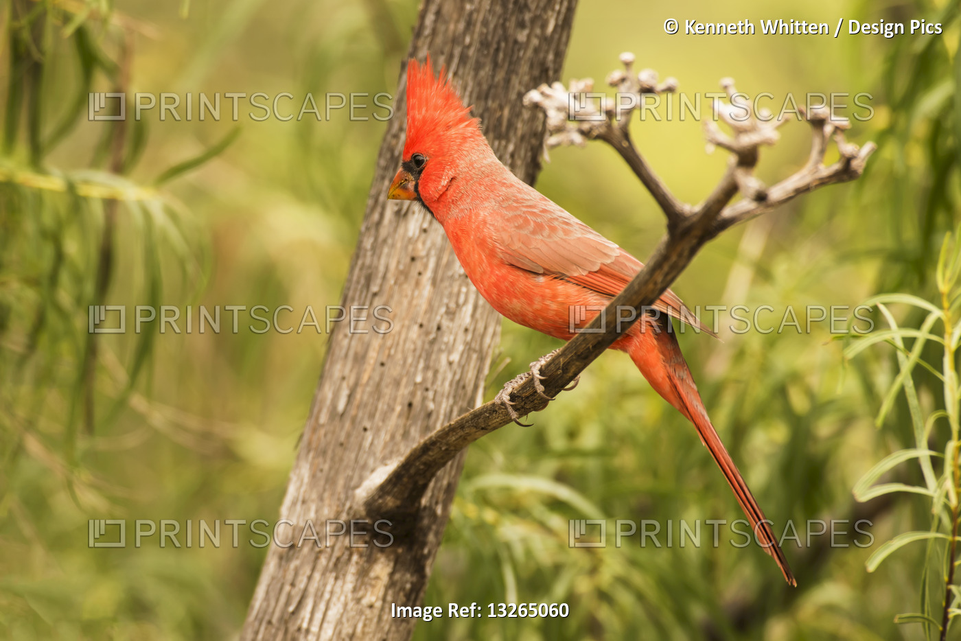 Male Northern Cardinal (Cardinalis cardinalis) in the Chiricahua Mountains near ...