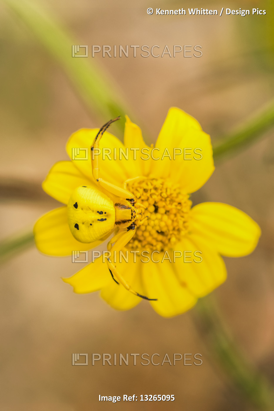 Yellow Crab Spider (Thomisus callidus) on a yellow flower in Cave Creek Canyon ...