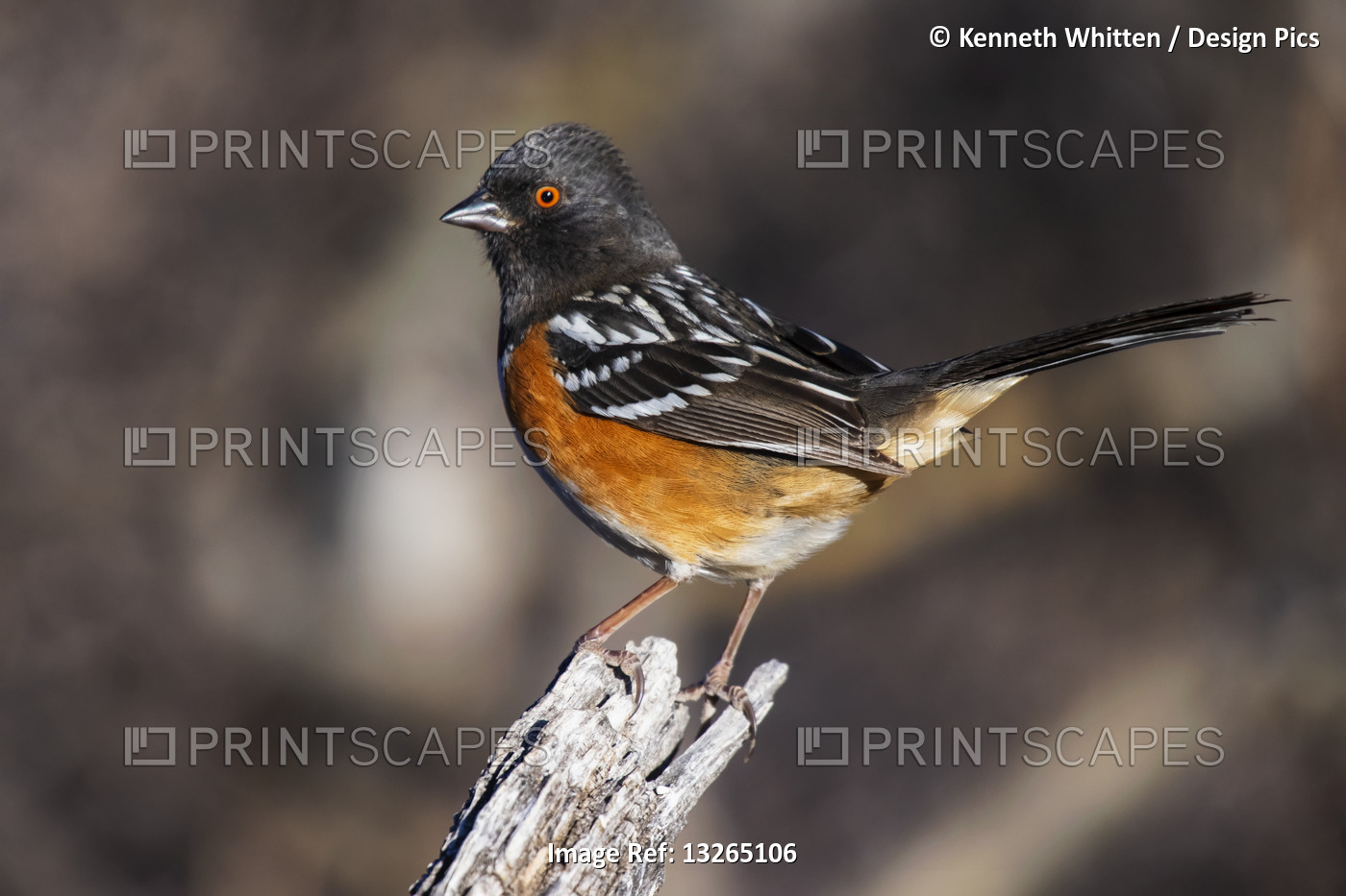 Spotted Towhee (Pipilo maculatus) perched on a stump in the foothills of the ...