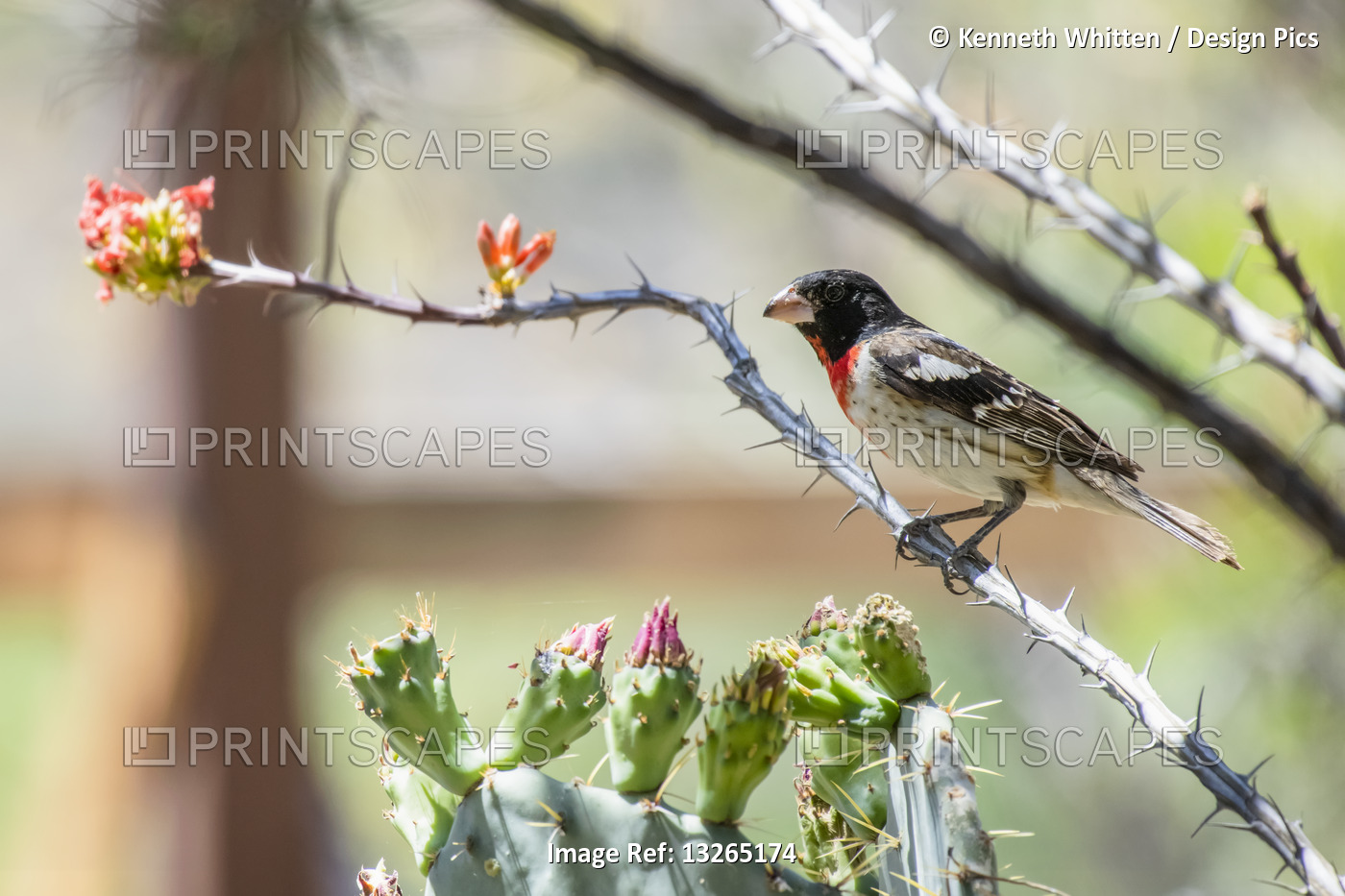 Rose-breasted Grosbeak (Pheucticus ludovicianus) perched on a flowering ...
