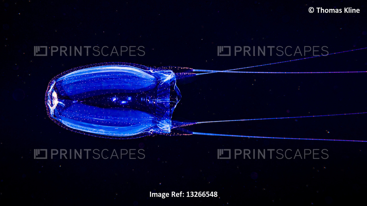 Box Jellyfish, also known as Sea Wasp (Alatina alata), swims by during a ...