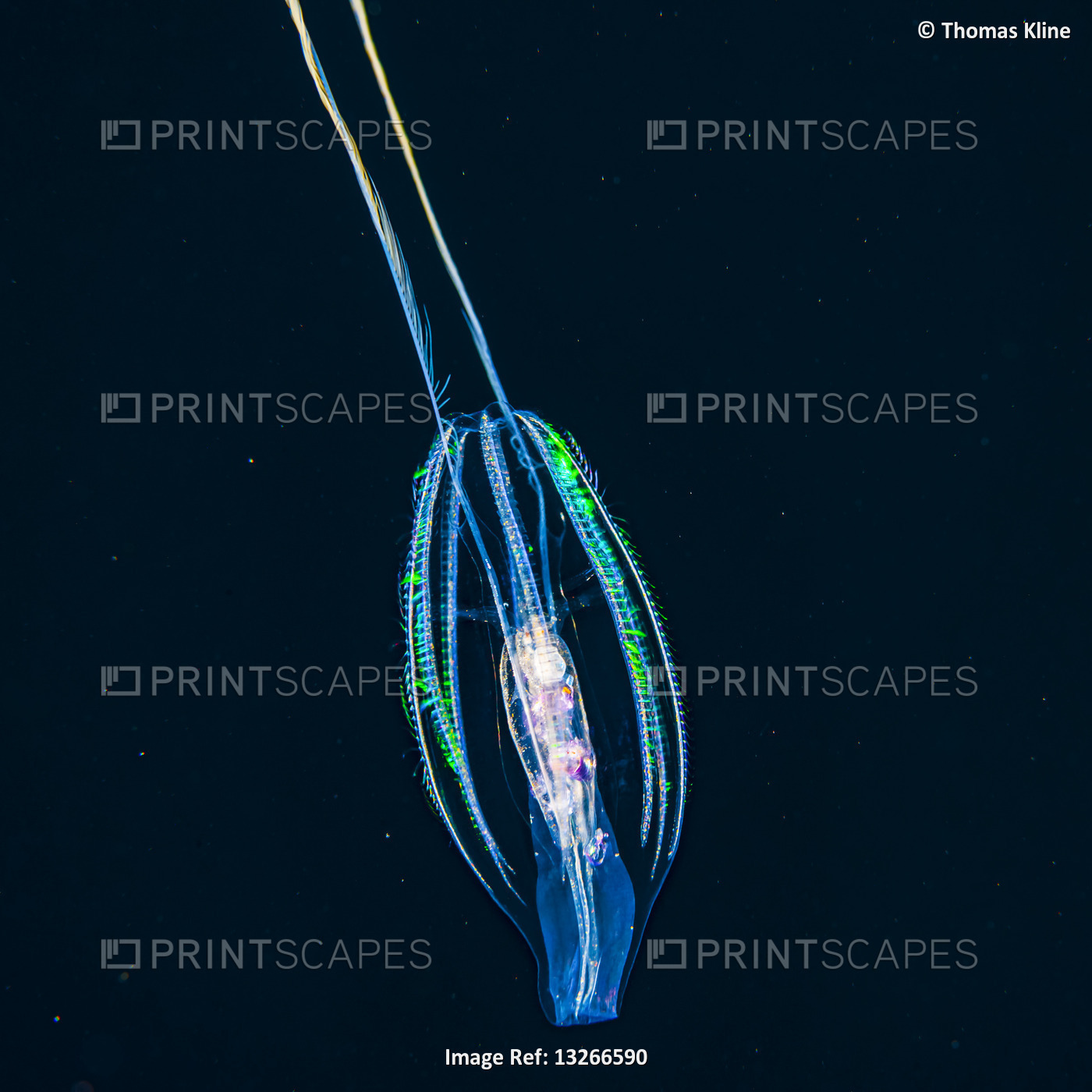 A tentaculate ctenophore, also known as comb jelly or sea gooseberry ...