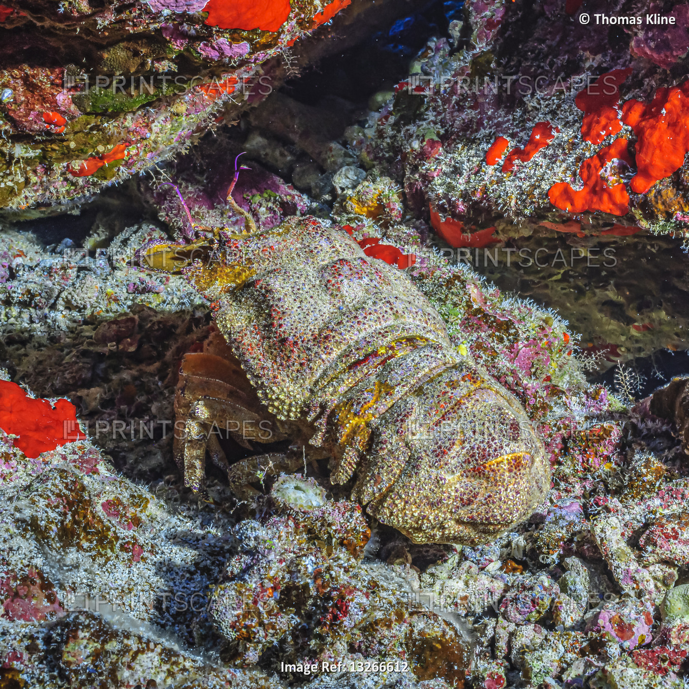 Ridgeback Slipper Lobster (Scyllarides haanii) hiding in its lair between lava ...
