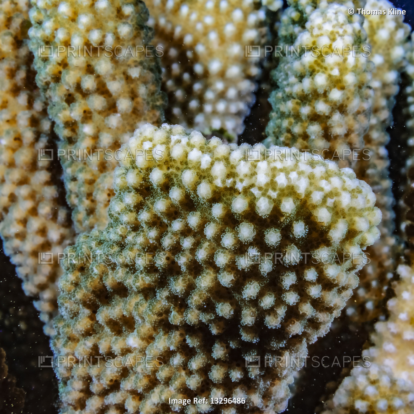 Close-up of Antler Coral (Pocillopora grandis) revealing individual coral ...