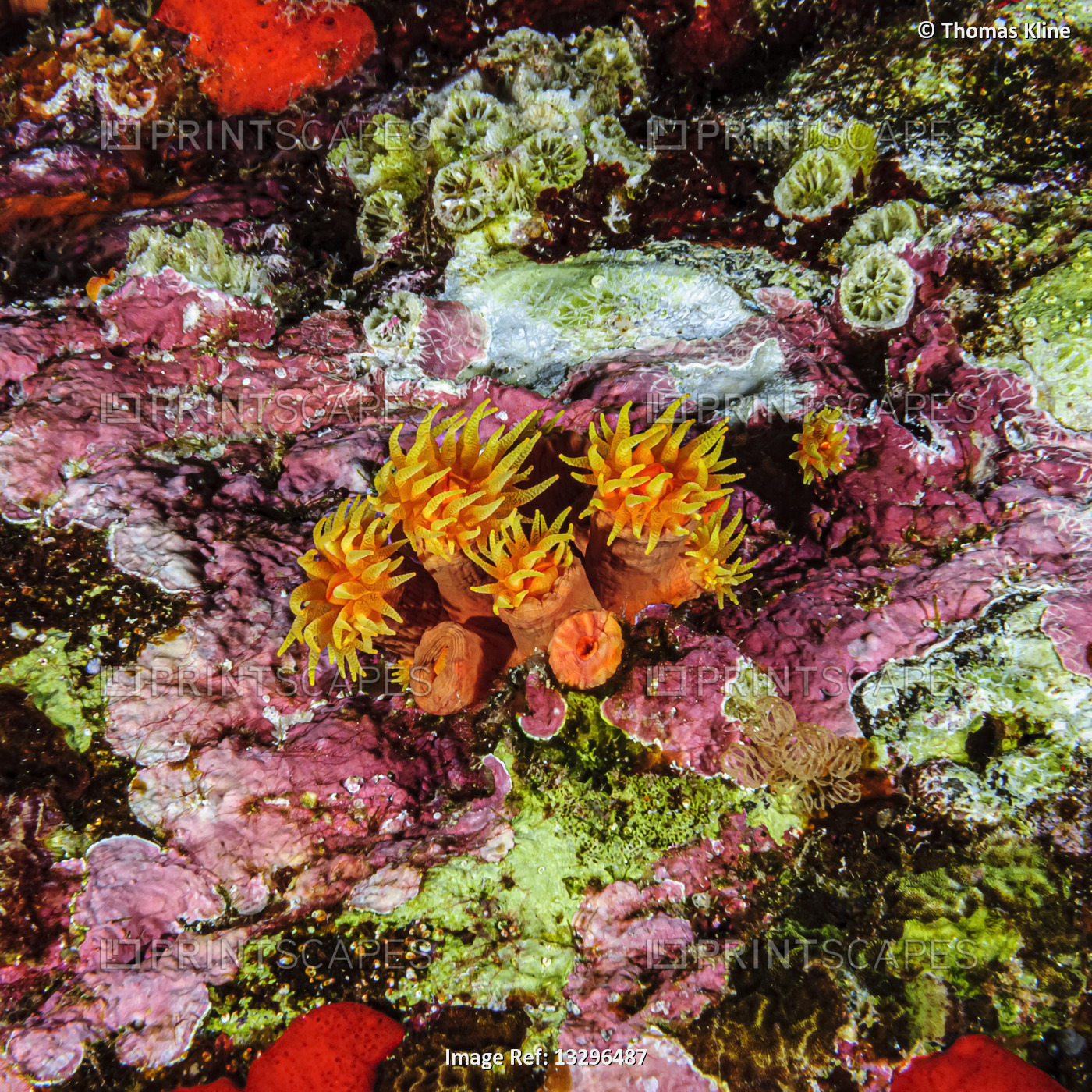 A group of Orange Cup Corals (Tubastraea coccinea) surrounded by pink corraline ...