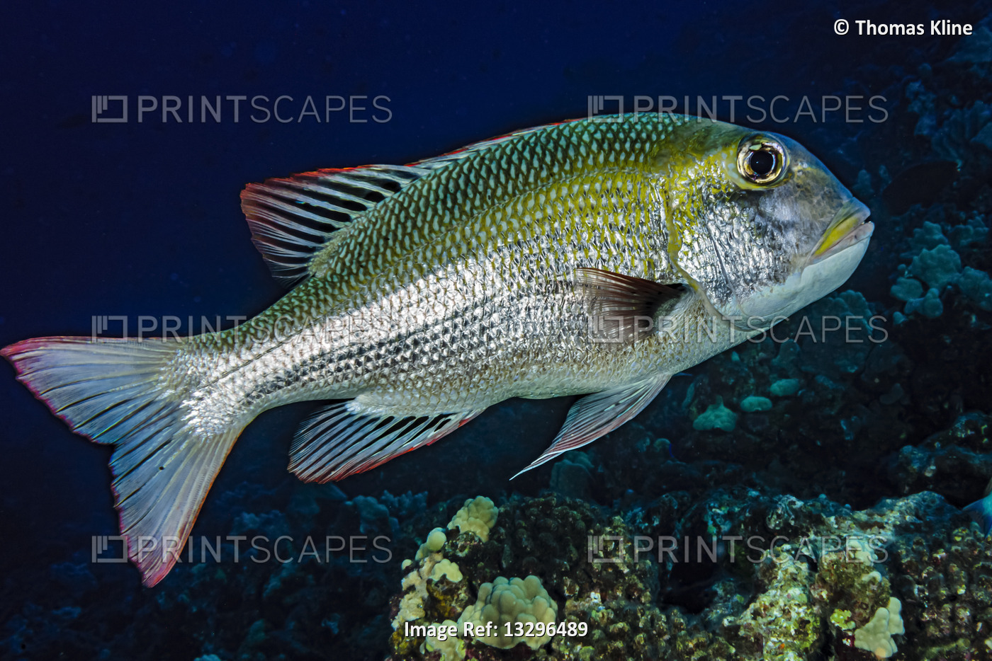 Bigeye Emperor (Monotaxis grandoculis) that was photographed underwater at ...