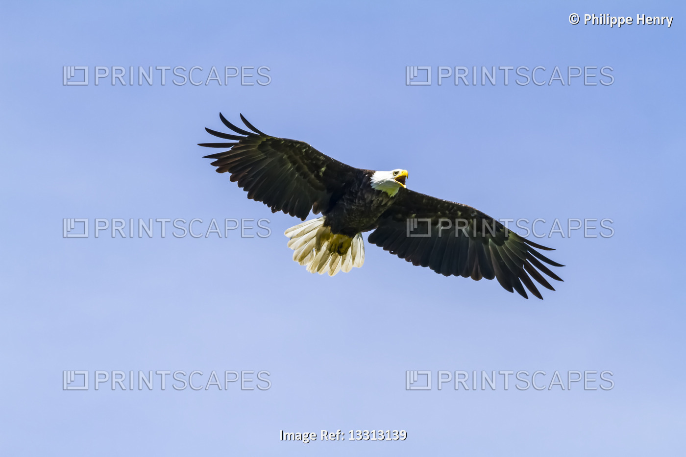 Bald eagle (Haliaeetus leucocephalus) in flight in a blue sky; Quebec, Canada