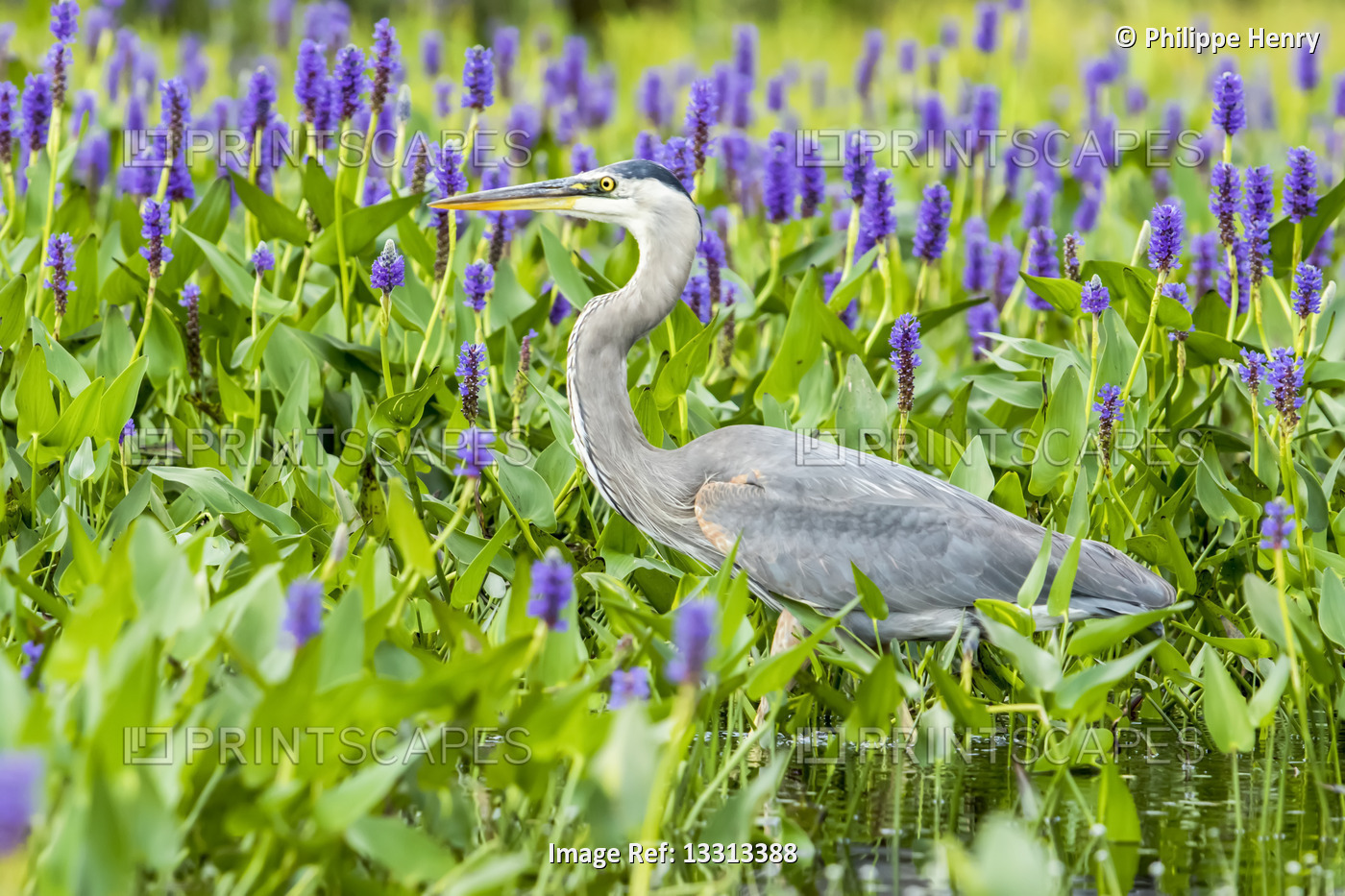 Great blue heron (Ardea herodias) standing and watching in a patch of ...