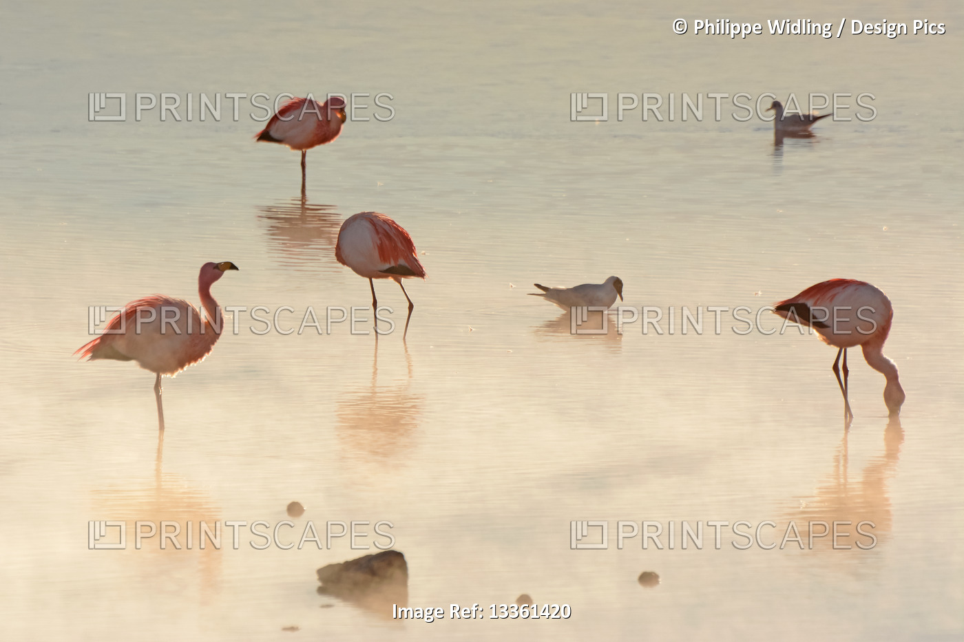 Pink Andean flamingos (Phoenicoparrus andinus) in early morning light and haze; ...