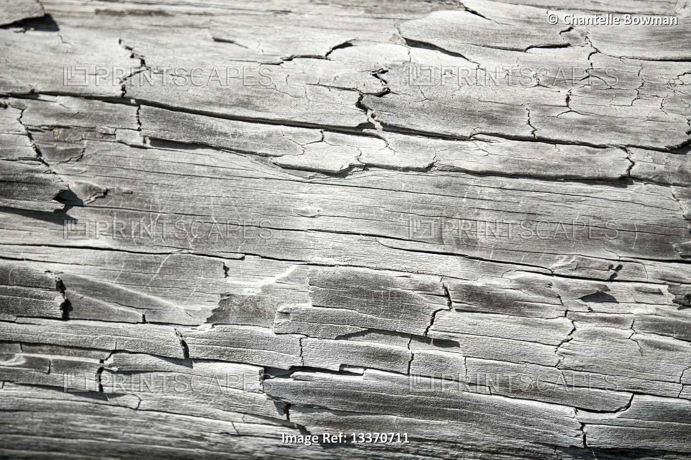 Weathered and chipped white washed wood; Eastend, Saskatchewan, Canada