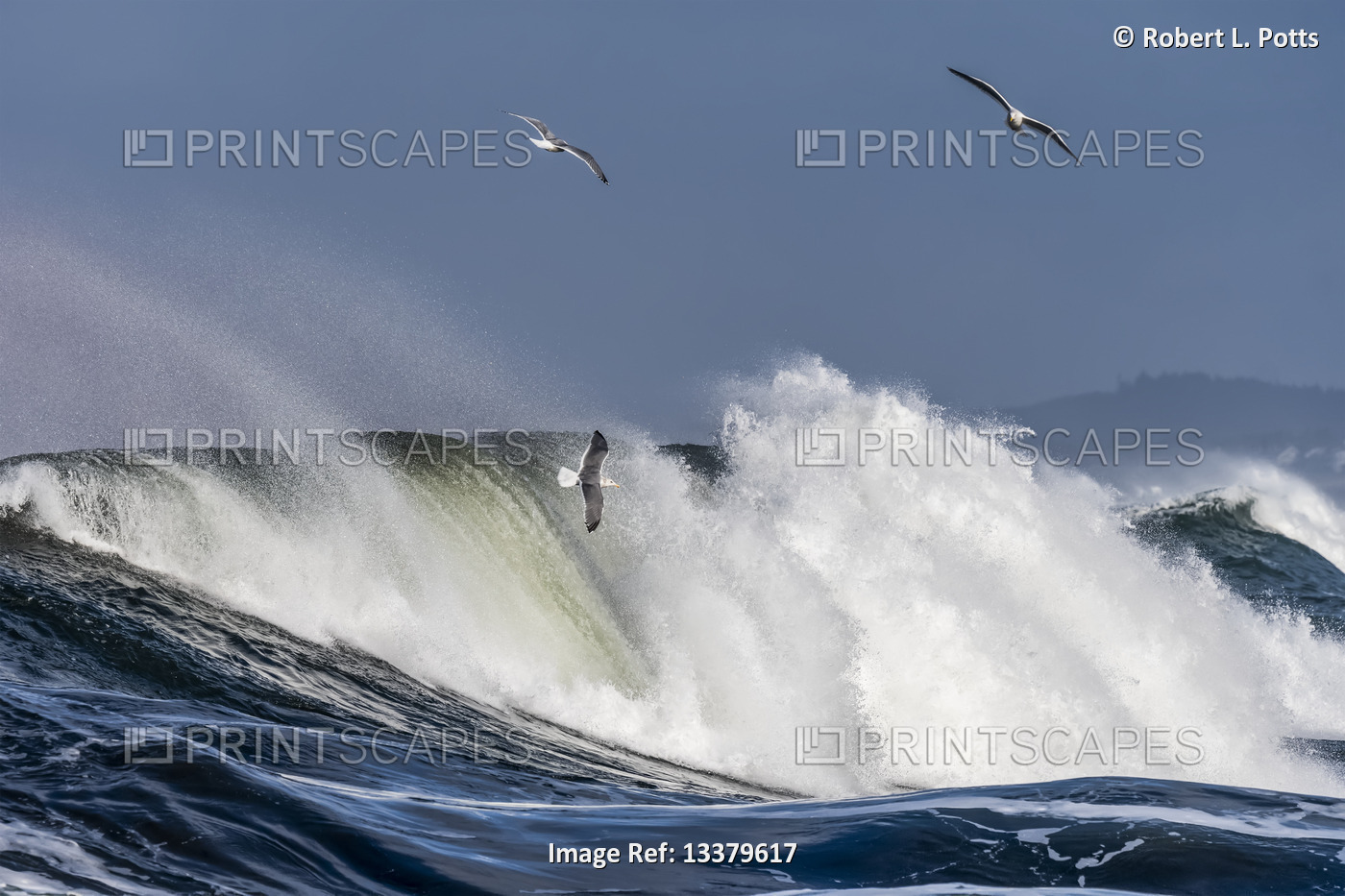 Gulls fly with the breaking waves; Seaside, Oregon, United States of America