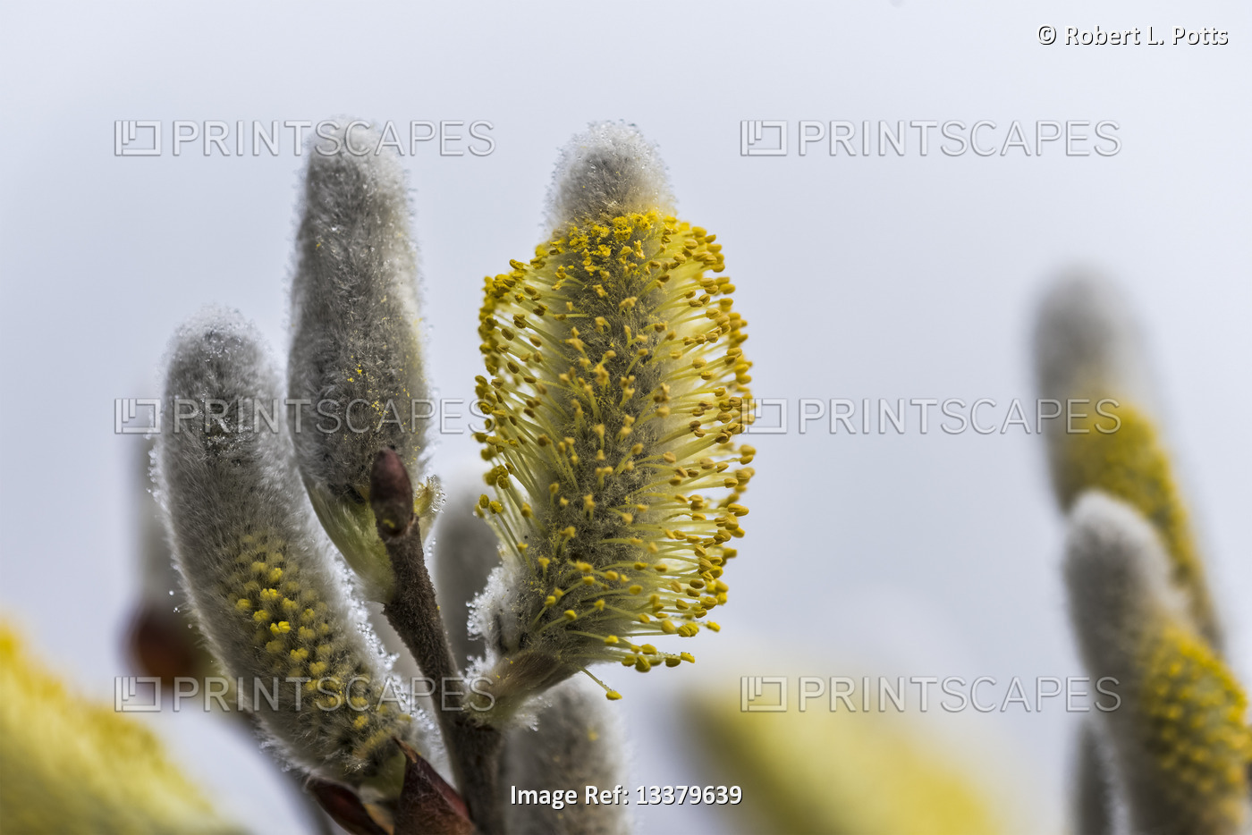 Willow Catkins bloom during February at Lewis and Clark National Historical ...