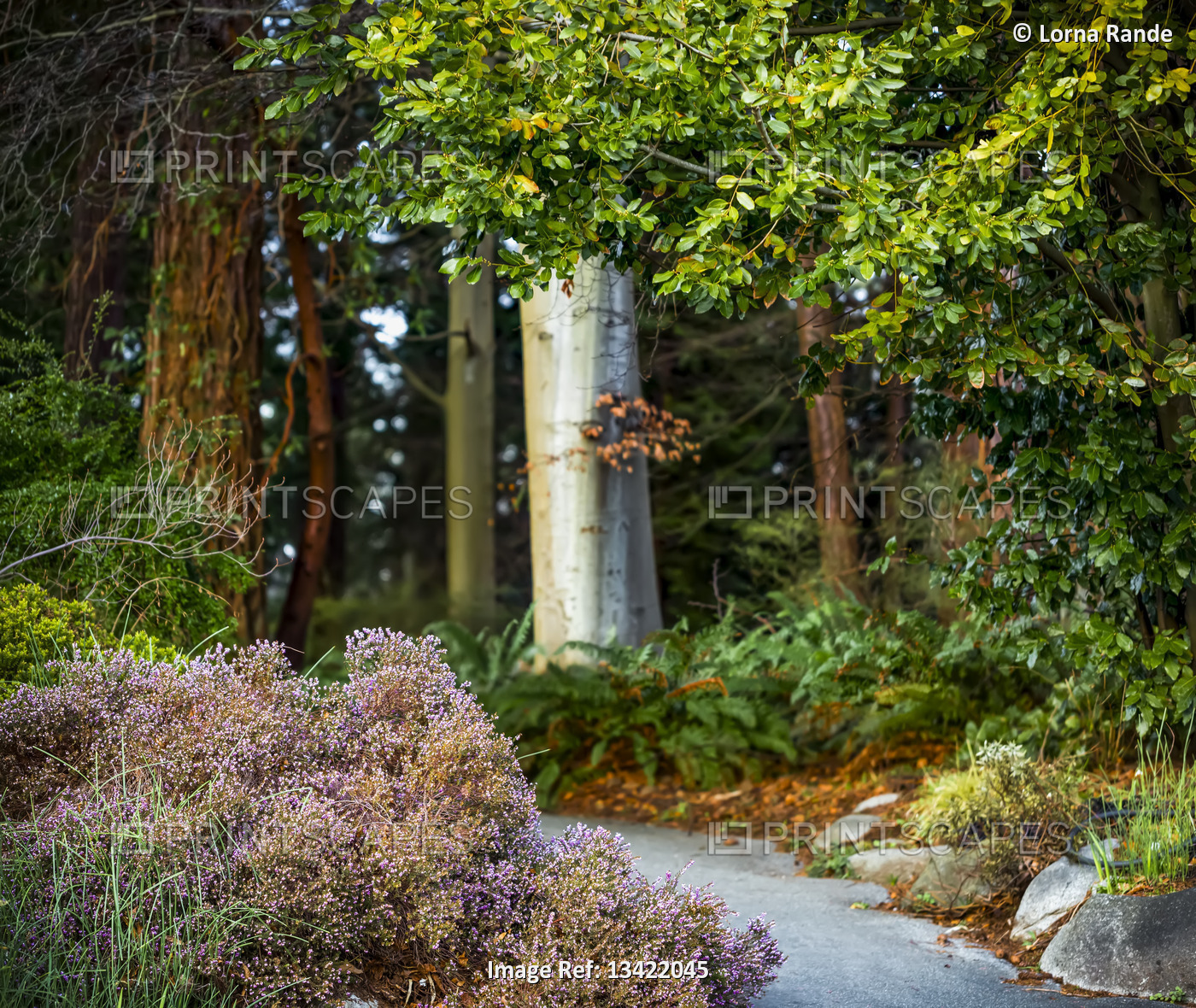 Trees and plants along a path in Stanley Park; Vancouver, British Columbia, ...