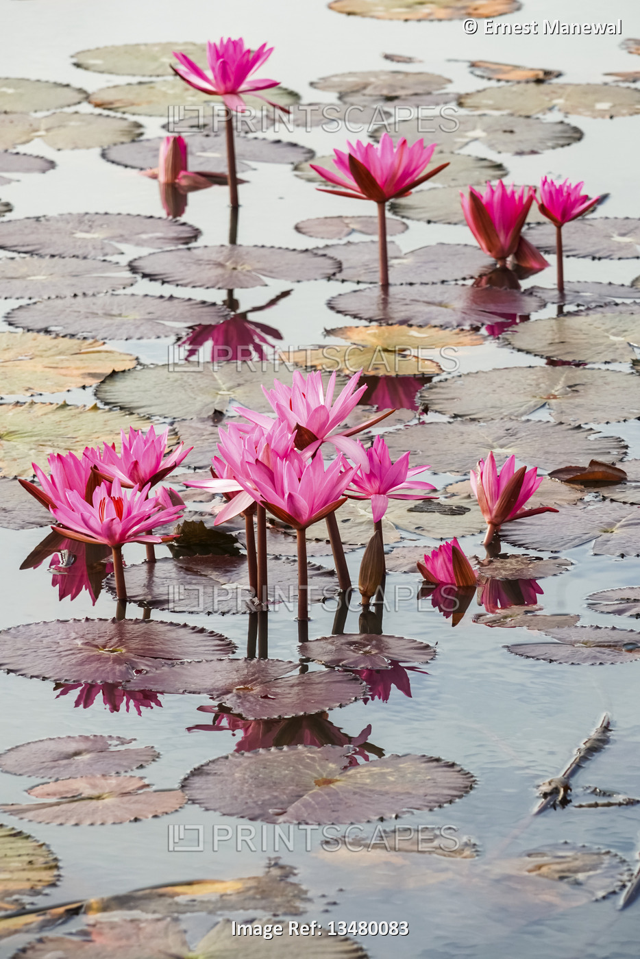Blossoming fuchsia lotus (Nelumbo) plants, Red Lotus Sea, Nong Han Lake; ...