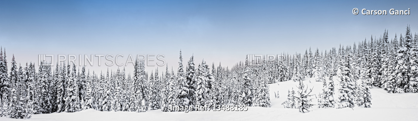 Snow-covered trees in winter, Banff National Park; Lake Louise, Alberta Canada