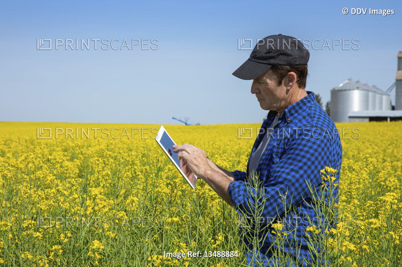Farmer standing in a canola field using a tablet and inspecting the yield; ...