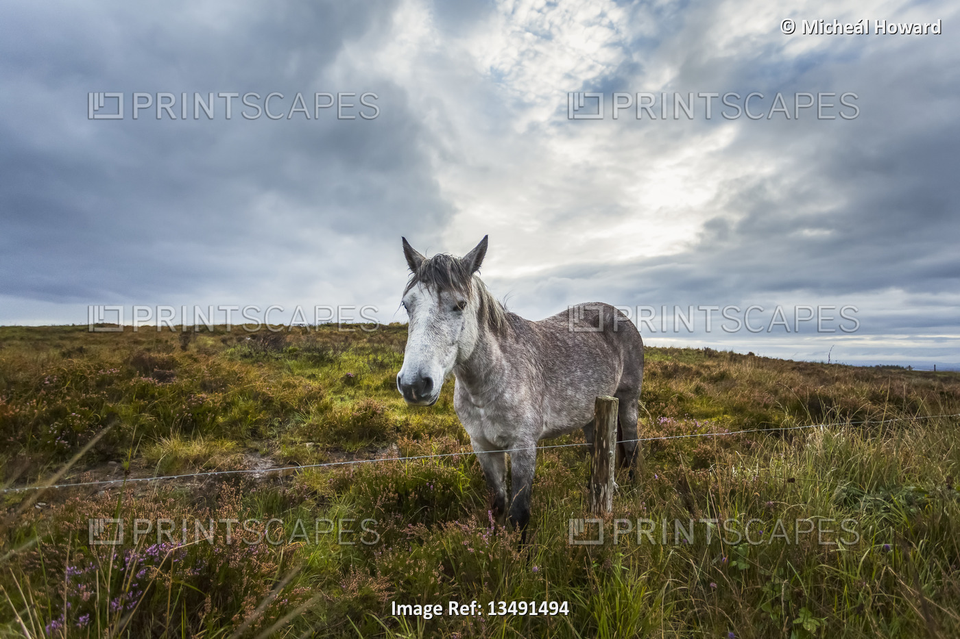 White Irish horse in a boggy field with heather on a cloudy day; Scariff, ...