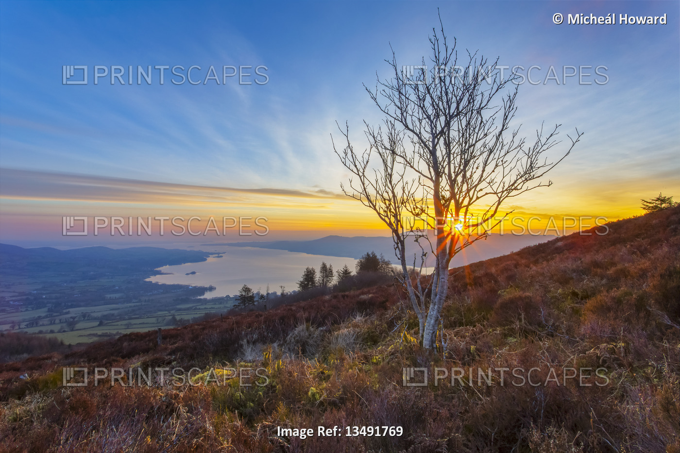 Sun rising through the branches of a white birch tree on a hill with Lough Derg ...
