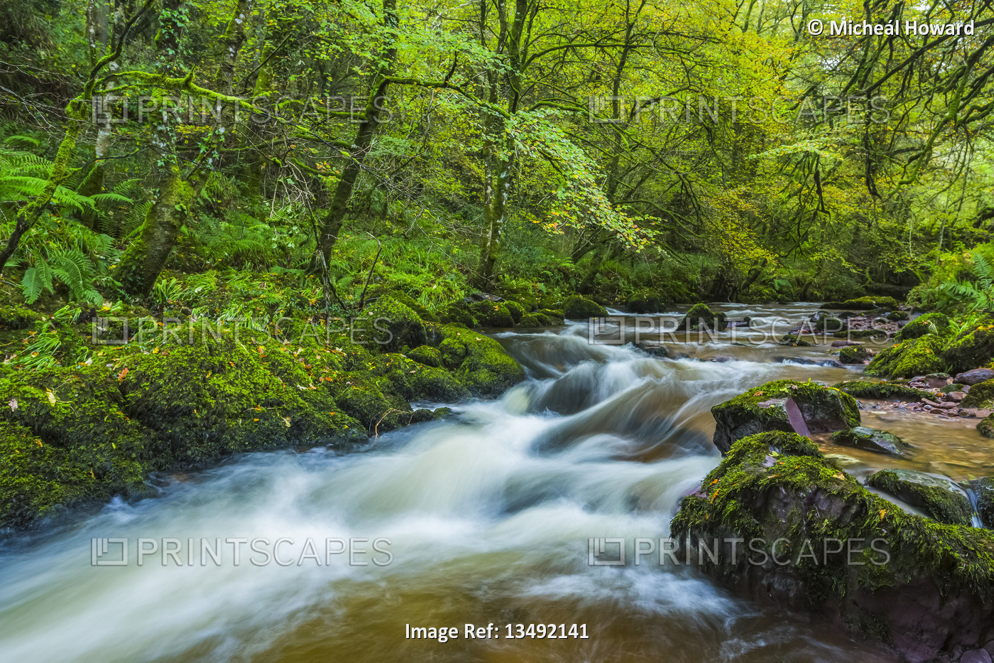 Water cascades on a small river in a vibrant green forest in summer; Lismore, ...