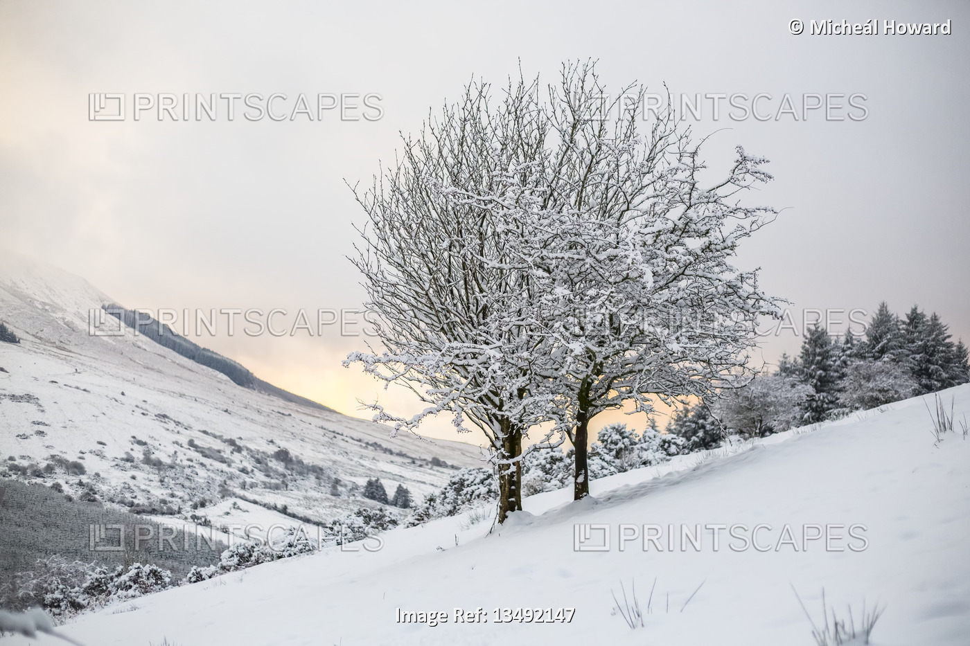 Two trees on a snow-covered slope in the Silvermine Mountains in Tipperary in ...