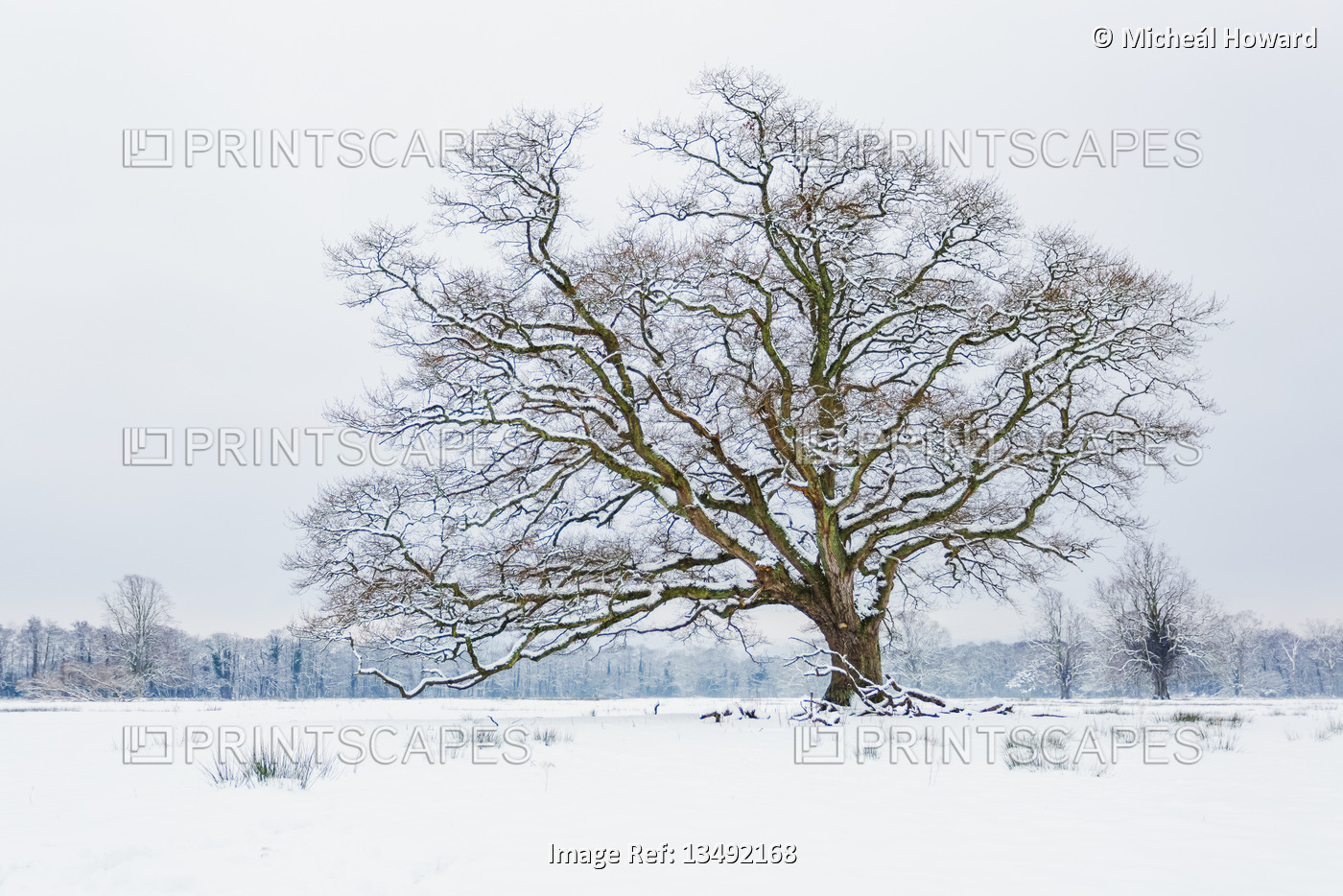 Close up view of a snow-covered bare tree in winter in a snow-covered field, ...