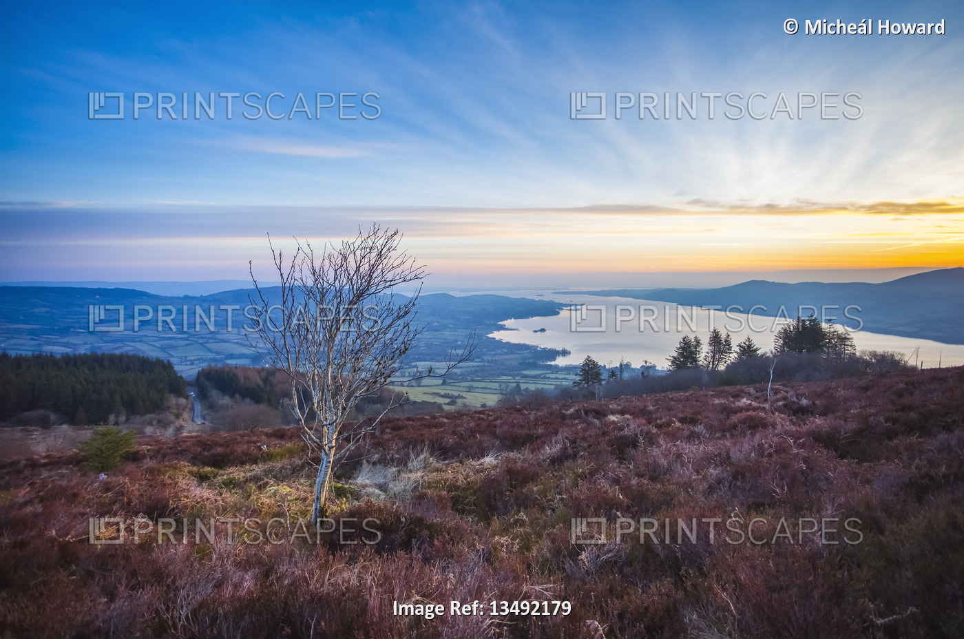 Lone birch tree on a hill surrounded with heather over looking a lake at ...