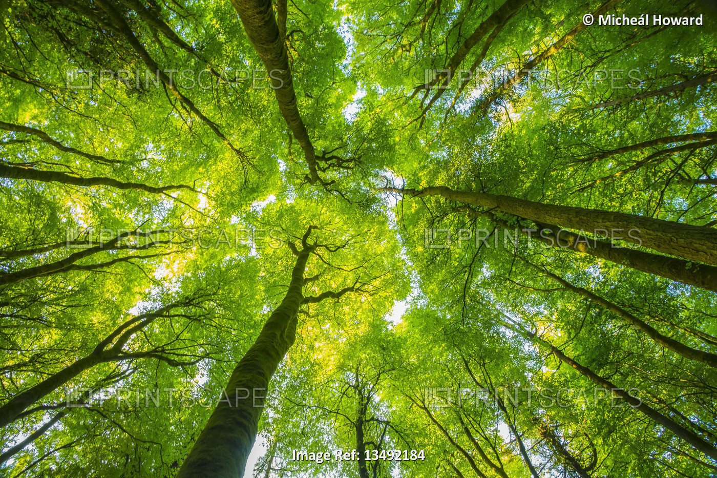 Looking up at the fractal patterns formed by the trees in the forest, Lough ...