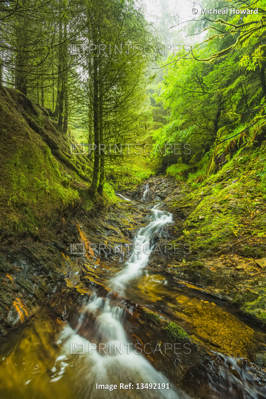 Small stream flowing through a green forest on Keeper Hill in Tipperary; County ...
