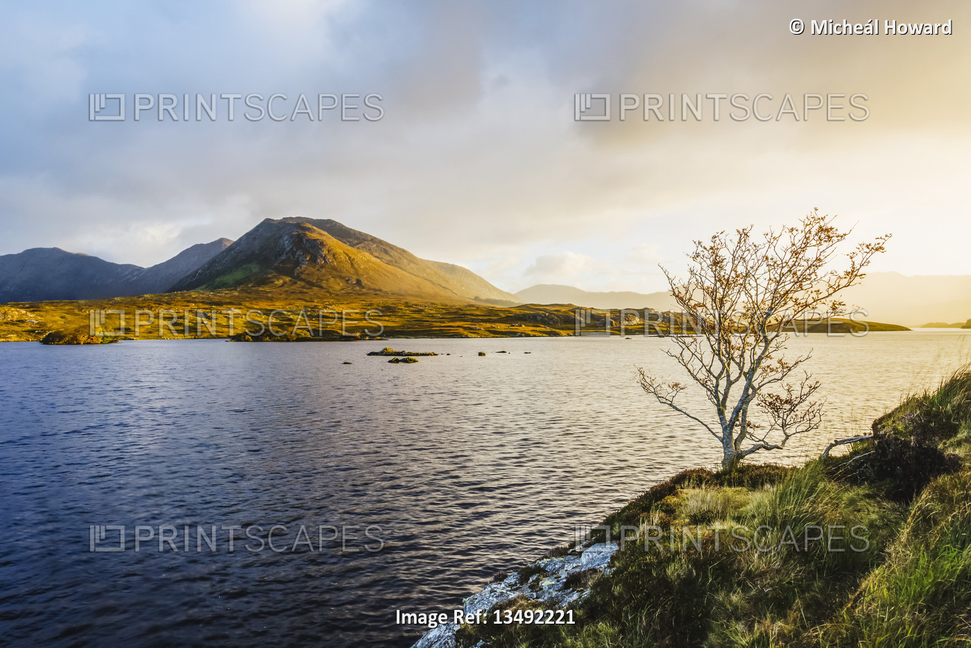 A small bare tree on the banks of Derryclare Lough at sunrise with the ...