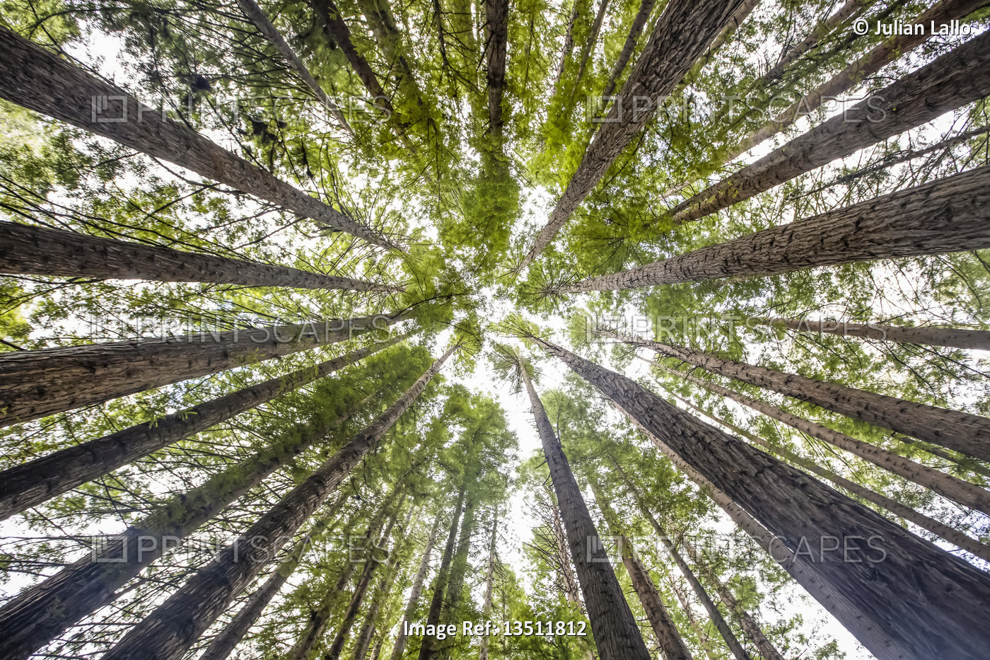 Looking directly up at the treetops of the California Redwoods (Sequoia ...