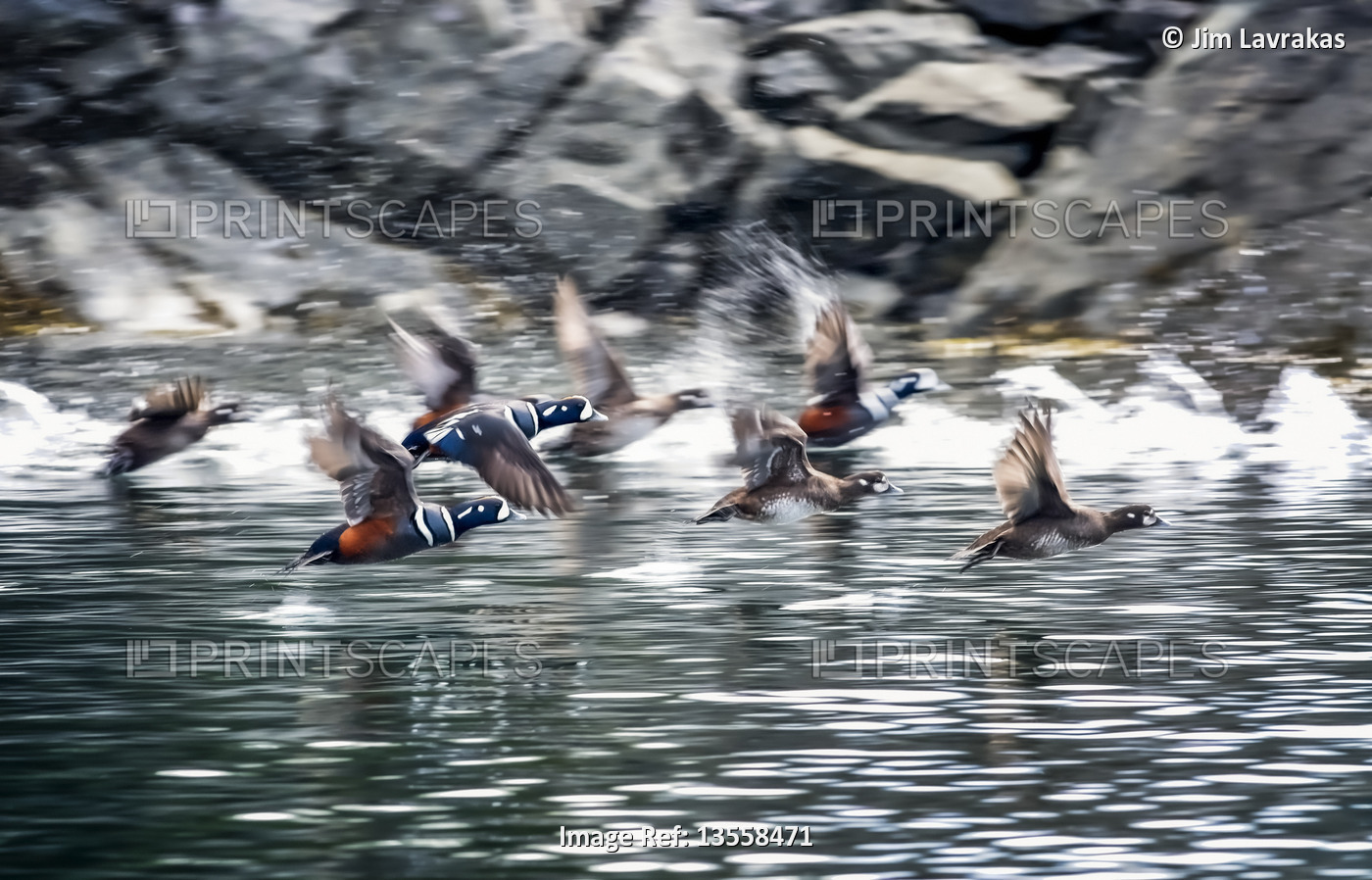 Harlequin ducks (Histrionicus histrionicus) take to flight in Little Tutka Bay, ...