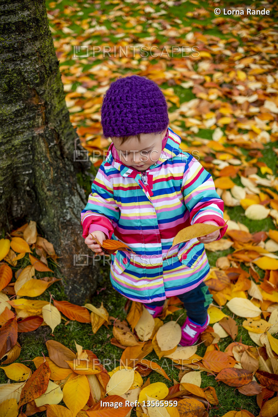 A toddler girl standing outside in leaf litter on the ground, holding and ...