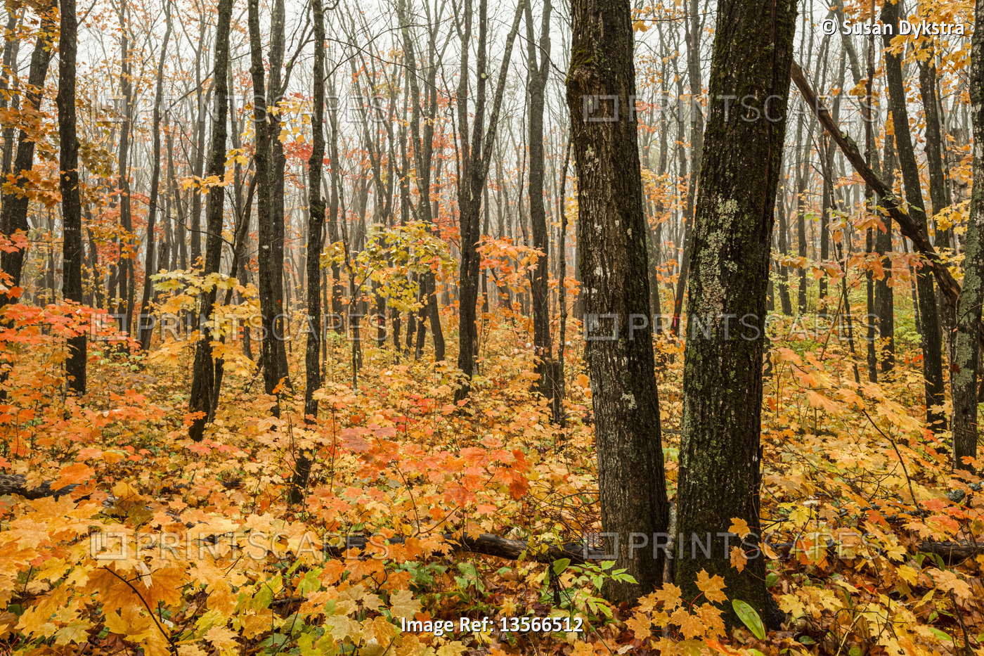 Autumn coloured forest in fog