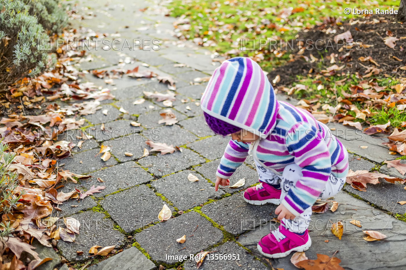 Toddler girl exploring the outdoors on a fall day; Whidbey Island, Washington, ...