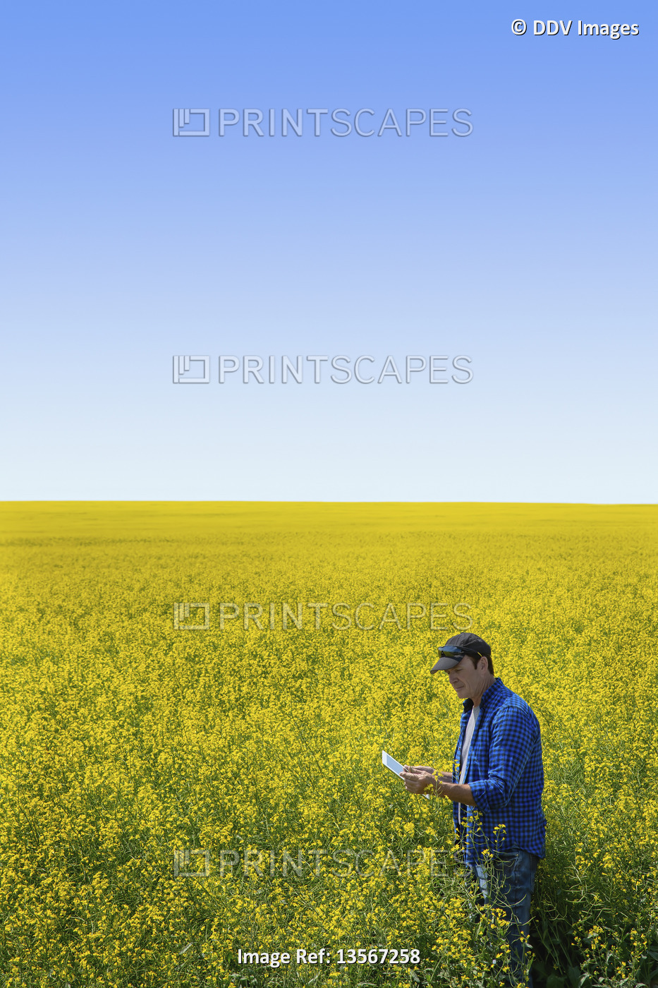 Farmer standing in a canola field using a tablet and inspecting the yield; ...
